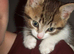 2 Tabby Kittens