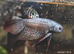 Alien Beta fish male &pound;25