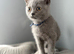 Stunning fluffy male British short haired kitten READY NOW