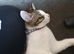 20 week old kitten for sale