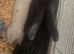 Beautiful male 6 month old rabbit