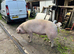 Welsh Saddleback x Cross sow for sale.