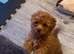 Asian poodle x cavapoo