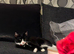 7 month old female cat