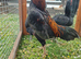 Quality trio of Black Ko Shamo available
