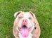 5 Bulldog/collie pups for sale