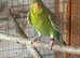Young budgie