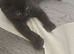 Scottish fold for sale