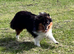 Beautiful tri colour Shetland sheepdog bitch