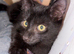 MAINE COON MIXED BREED KITTEN