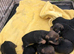 Border x Lakeland pups for sale