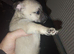 Chihuahua puppy