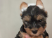 Yorkshire Biewier terrier