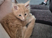 Maine coon male