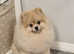 Stud Rocket pomeranian