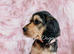 Miniature golden retrievers( Dakota sport retrievers)