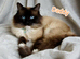 Ragdoll Kitten, Ready for a new home