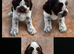 Cocker spaniel puppies