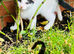 Lovely kitten full of energy and love