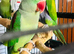 Baby Alexndrian and Derbyan parrot