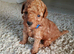 Toy poodle