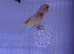 Pair of Red mosaic canary&rsquo;s