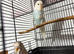 Hand  tame budgies