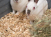 Himalayan Rex Rabbits