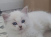 HCM/PKD health tested male ragdoll kittens