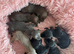8 beautiful miniature daschshunds