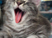 Beautiful Maine Coon boy