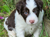 Handsome boy pups