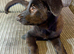 Female german shepherd