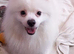 Beautiful Purebred Pomeranian Boy - 2 Years Old - With Pedigree & Passport