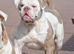 Amazing fit and functional bulldogs