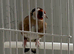 Goldfinch Male