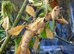 Extatosoma Tiaratum Giant Prickly Stick Insect Eggs 5-10