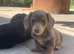 Dachshund boys