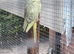 Baby cockatiels, aviary bred, DNA’d