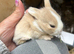Beautiful pure bred mini lop babies - super temperaments