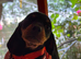 Beautiful dachshund puppies
