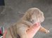 *LAST MALE* Lilac Tri English bulldog puppies