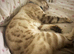 Bengal male