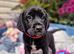 FANTASTIC SPRINGADOR PUPPIES