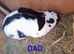 Giant pappilon rabbits
