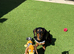 Miniature dachshund