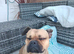 Pug x French bulldog