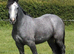 Beautiful traditional gypsy cob