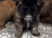 Miniature Imperial shih tzu puppies