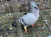 Mixed pigeon for sell